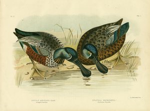 مخلل شوفيلر ، 1891 بواسطة جراسيوس بروينوفسكي